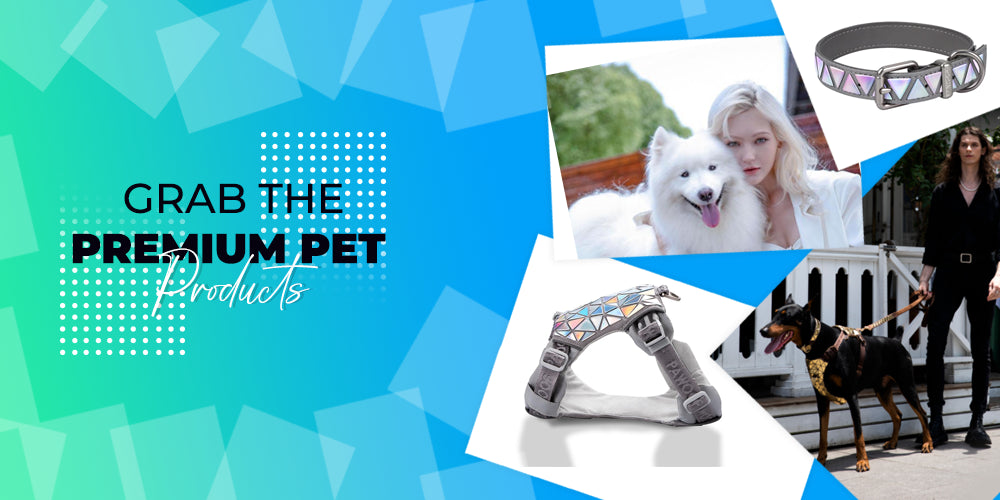 4 Must Have Accessories For Your Dog